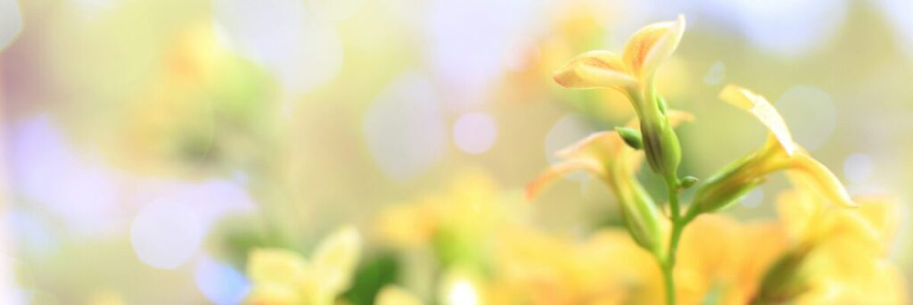 A quiet, still scene suggesting rest, care, and a slower pace