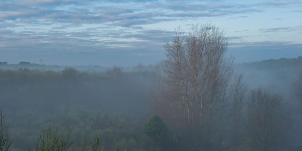 A peaceful outdoor scene with soft light and muted colors, creating a sense of calm.