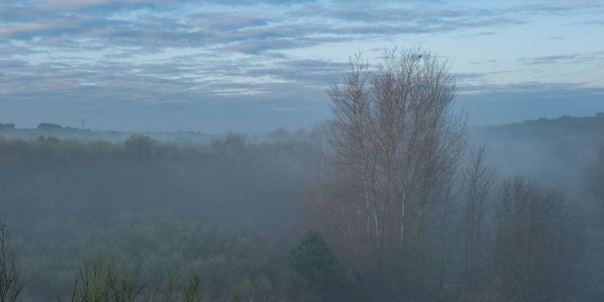 A peaceful outdoor scene with soft light and muted colors, creating a sense of calm.